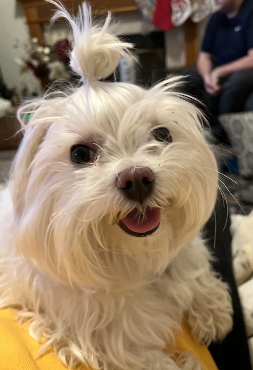 Olive (Ollie)