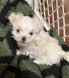 Olive's puppy ~ Martini