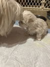Olive's puppy ~ Martini