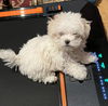 Olive's puppy ~ Martini