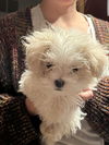 Olive's puppy ~ Martini