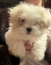 Olive's puppy ~ Martini