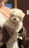 Olive's puppy ~ Martini
