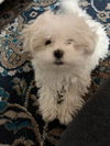 Olive's puppy ~ Martini