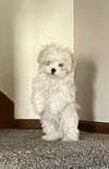 Olive's puppy ~ Martini