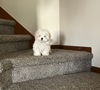 Olive's puppy ~ Martini