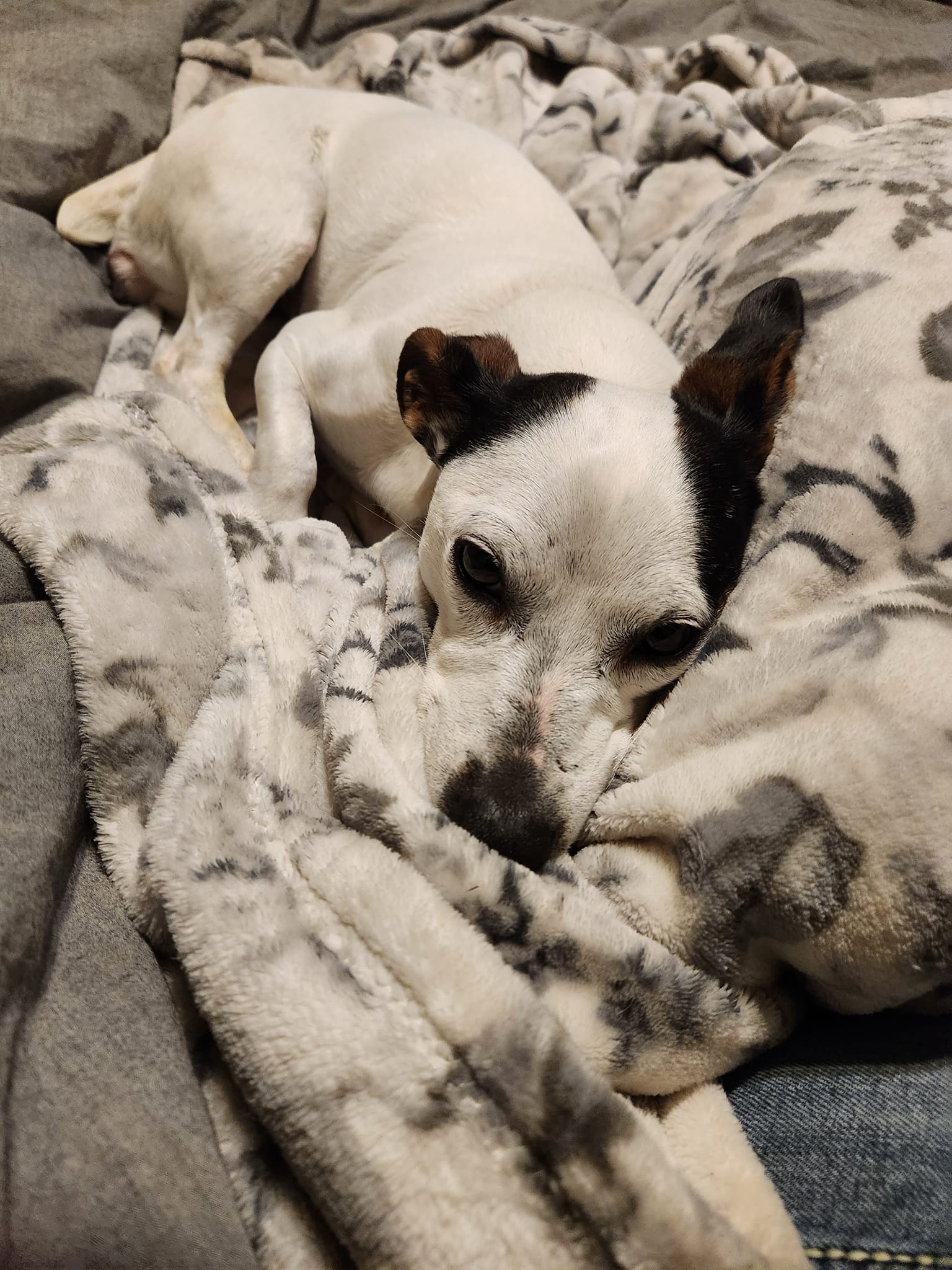 Dog for Adoption Diva, a Jack Russell Terrier in Chillicothe, OH