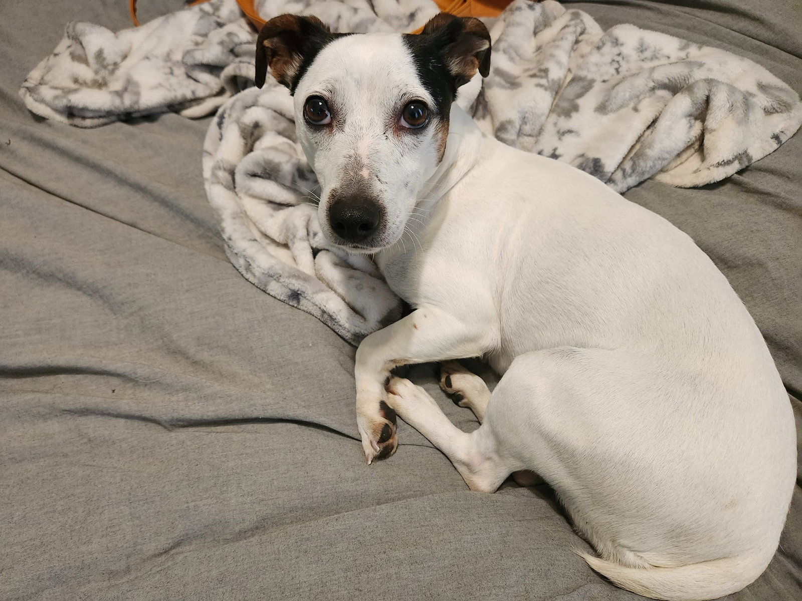 Dog for Adoption Diva, a Jack Russell Terrier in Chillicothe, OH