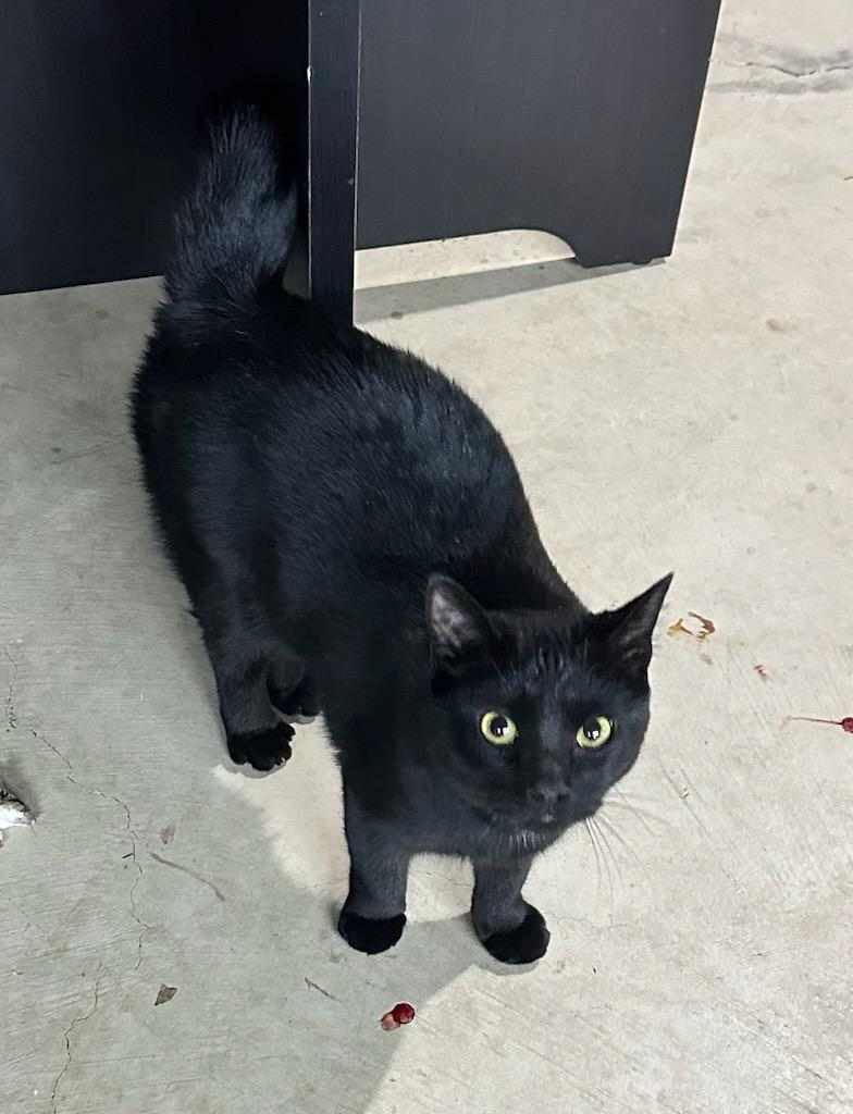 adoptable Cat in Ashville, OH named Bob (Kitty)