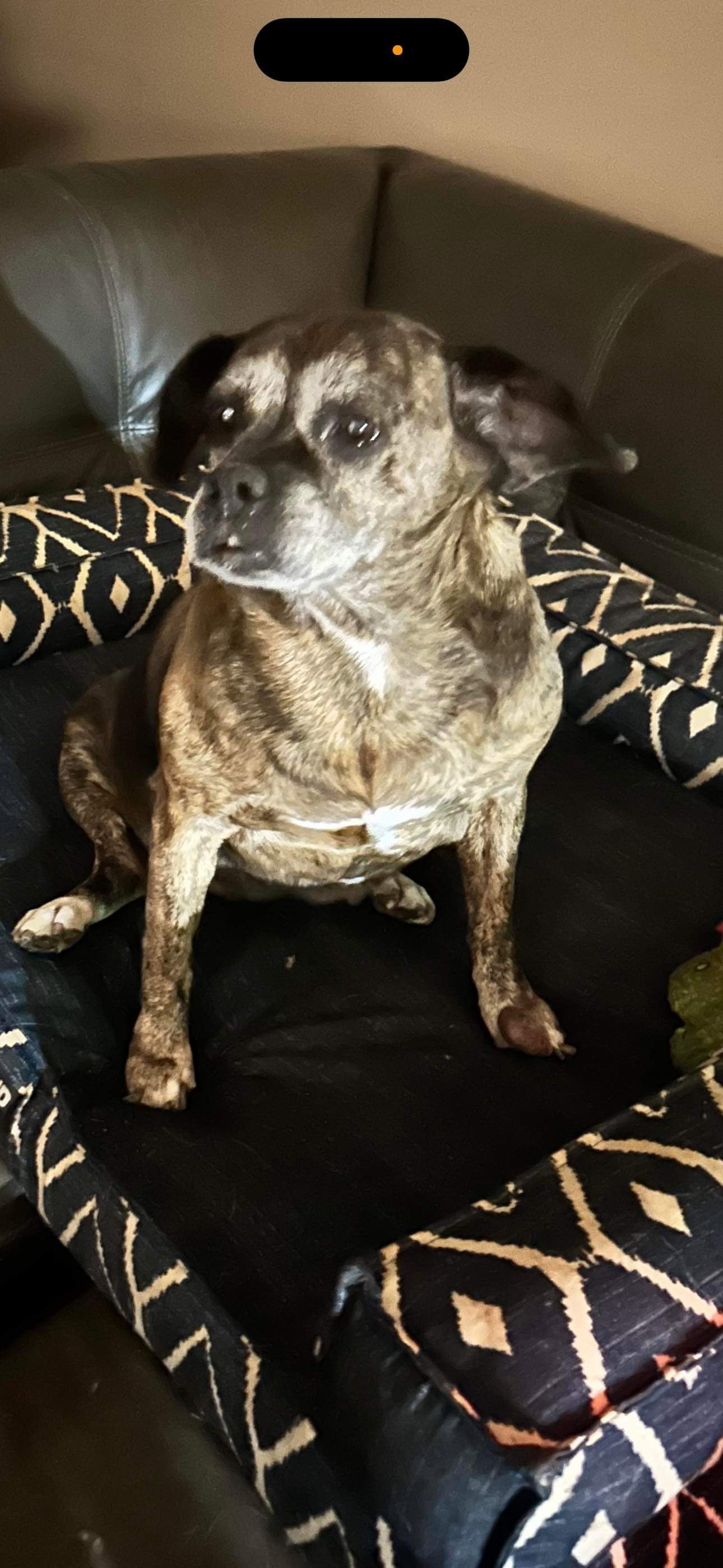 Dog for Adoption Ginger, a English Bulldog in Chillicothe, OH Alpha Paw