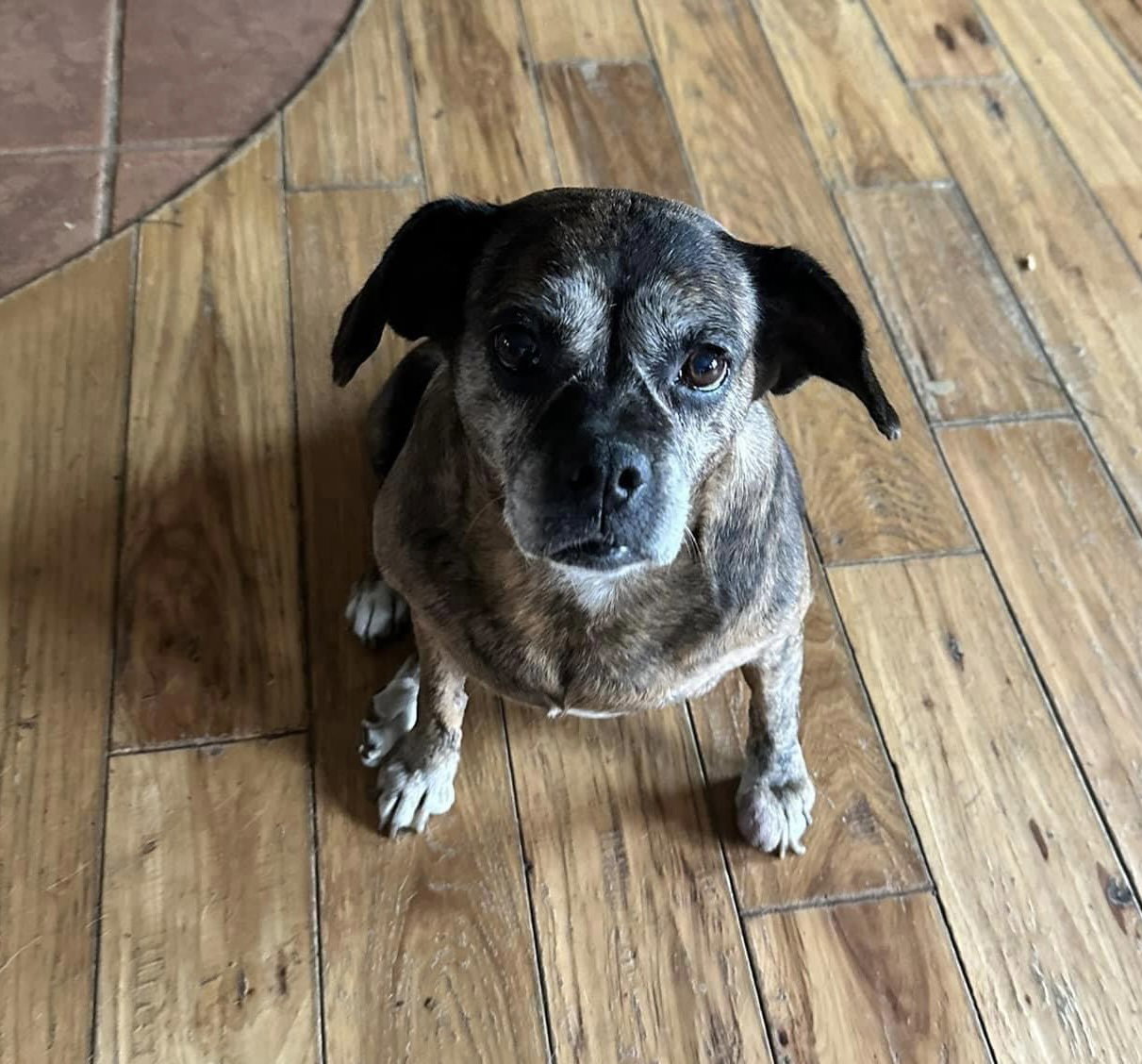 Dog for Adoption Ginger, a English Bulldog in Chillicothe, OH Alpha Paw