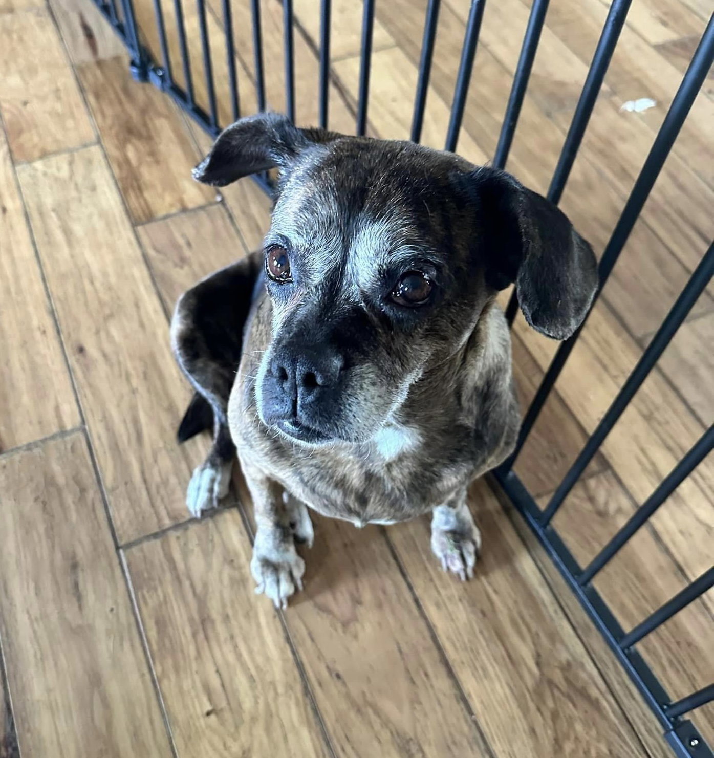 Dog for Adoption Ginger, a English Bulldog in Chillicothe, OH Alpha Paw