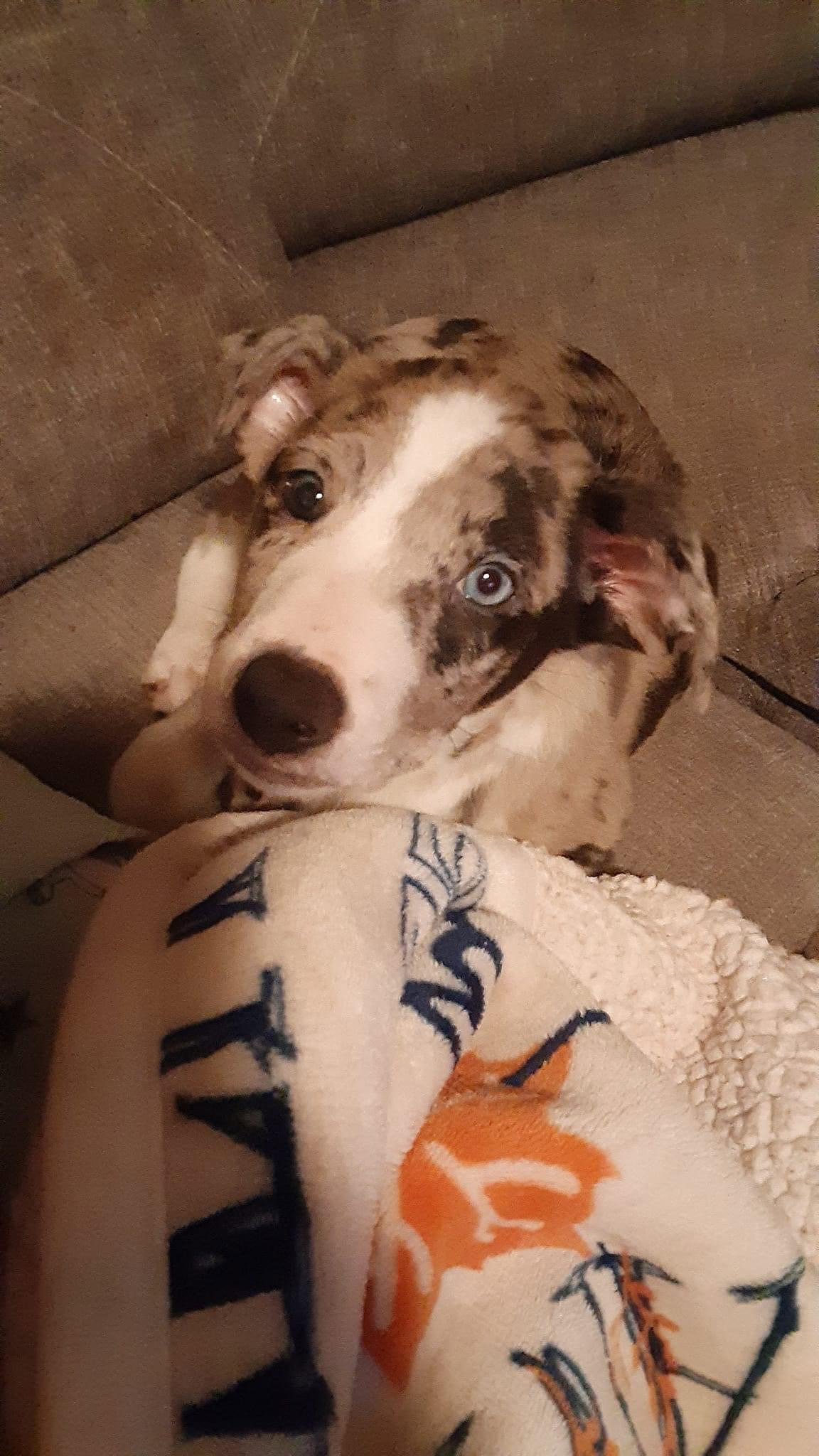 Dog for Adoption Fancy Car Sibs Porsche, a Australian Shepherd in
