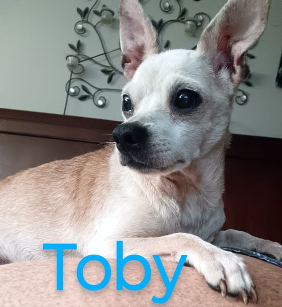 adoptable Dog in Ashville, OH named Toby Dixon