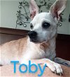 adoptable Dog in  named Toby Dixon