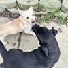 Barley Friends~ Palin