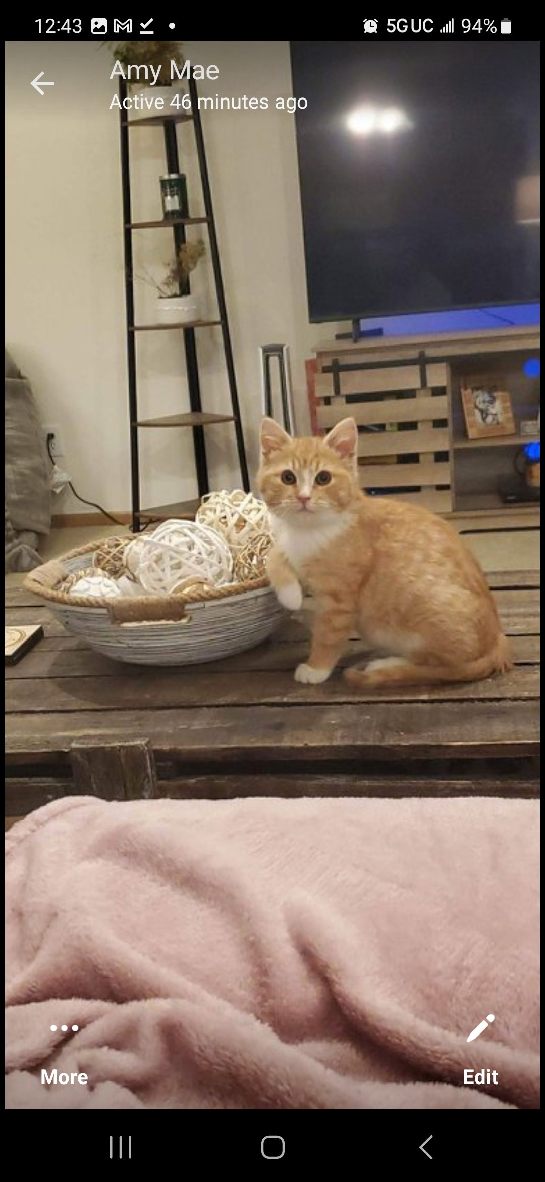 Cats for Adoption in Lancaster, Ohio Alpha Paw