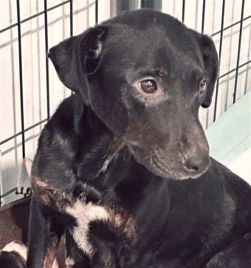 Dog For Adoption - Universe Brood Mom- Ebony, A Labrador Retriever In 