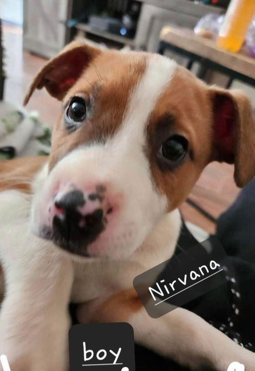 Nineties Pups- Nirvana