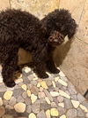 Bruno
