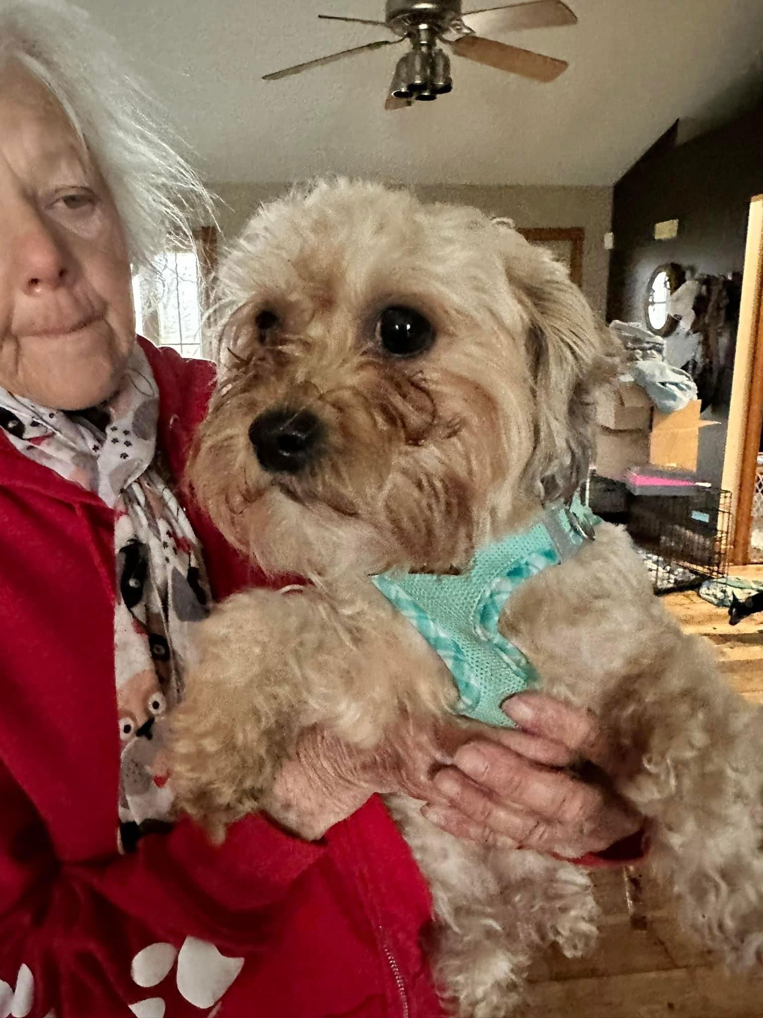 Dog for Adoption - Stella Raye, a Shih Tzu in Lancaster, OH | Alpha Paw