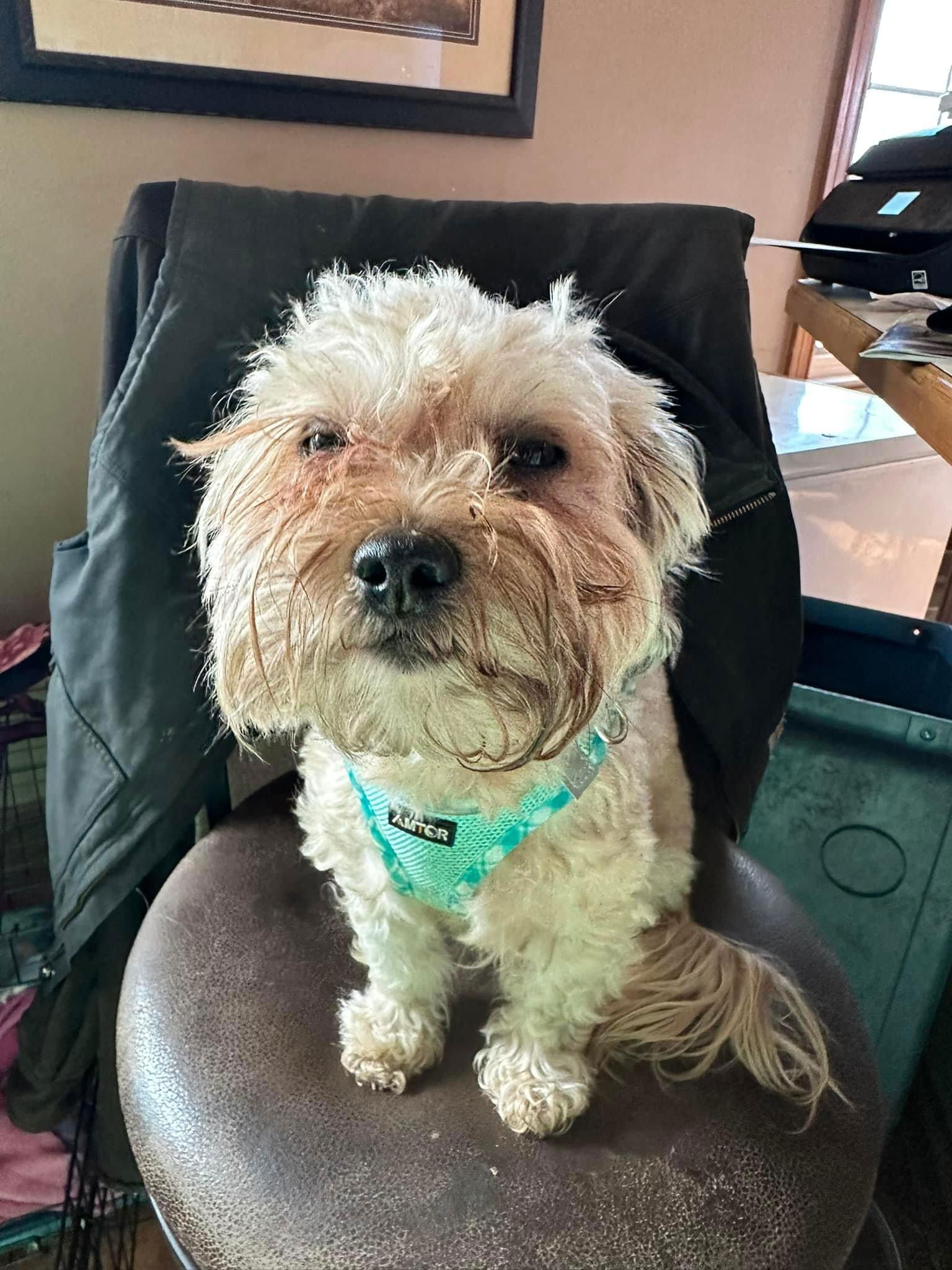 Dog for Adoption - Stella Raye, a Shih Tzu in Lancaster, OH | Alpha Paw
