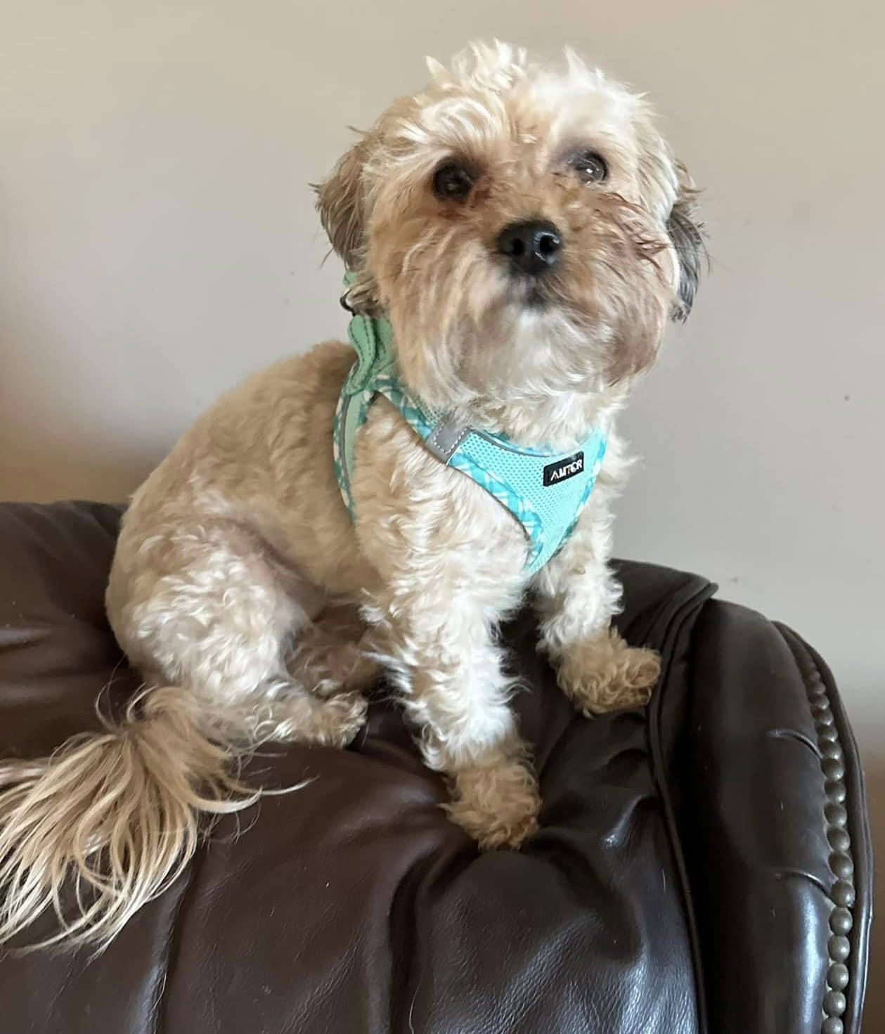 Dog for Adoption - Stella Raye, a Shih Tzu in Lancaster, OH | Alpha Paw