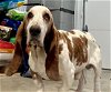 Bedazzled Bassets-Joey
