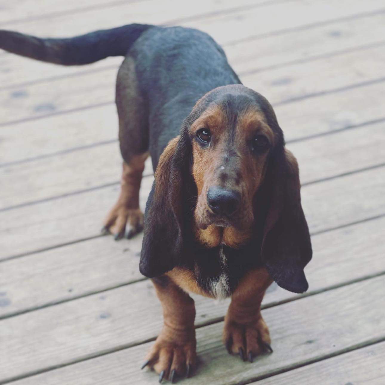 Dog for Adoption Bedazzled Bassets Hilda, a Basset Hound in