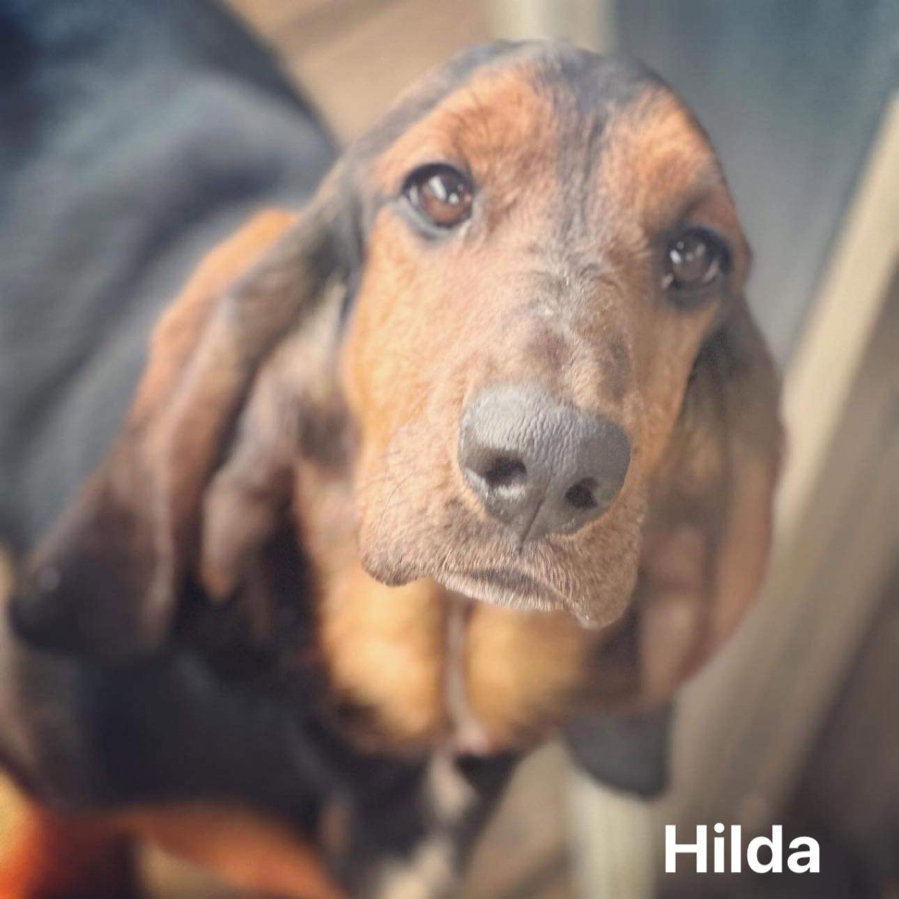 Dog for Adoption Bedazzled Bassets Hilda, a Basset Hound in