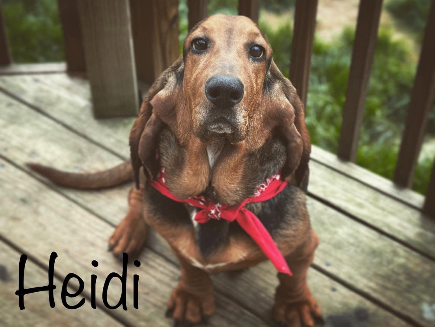 Dog for Adoption Bedazzled BassetsHeidi, a Basset Hound in Madison