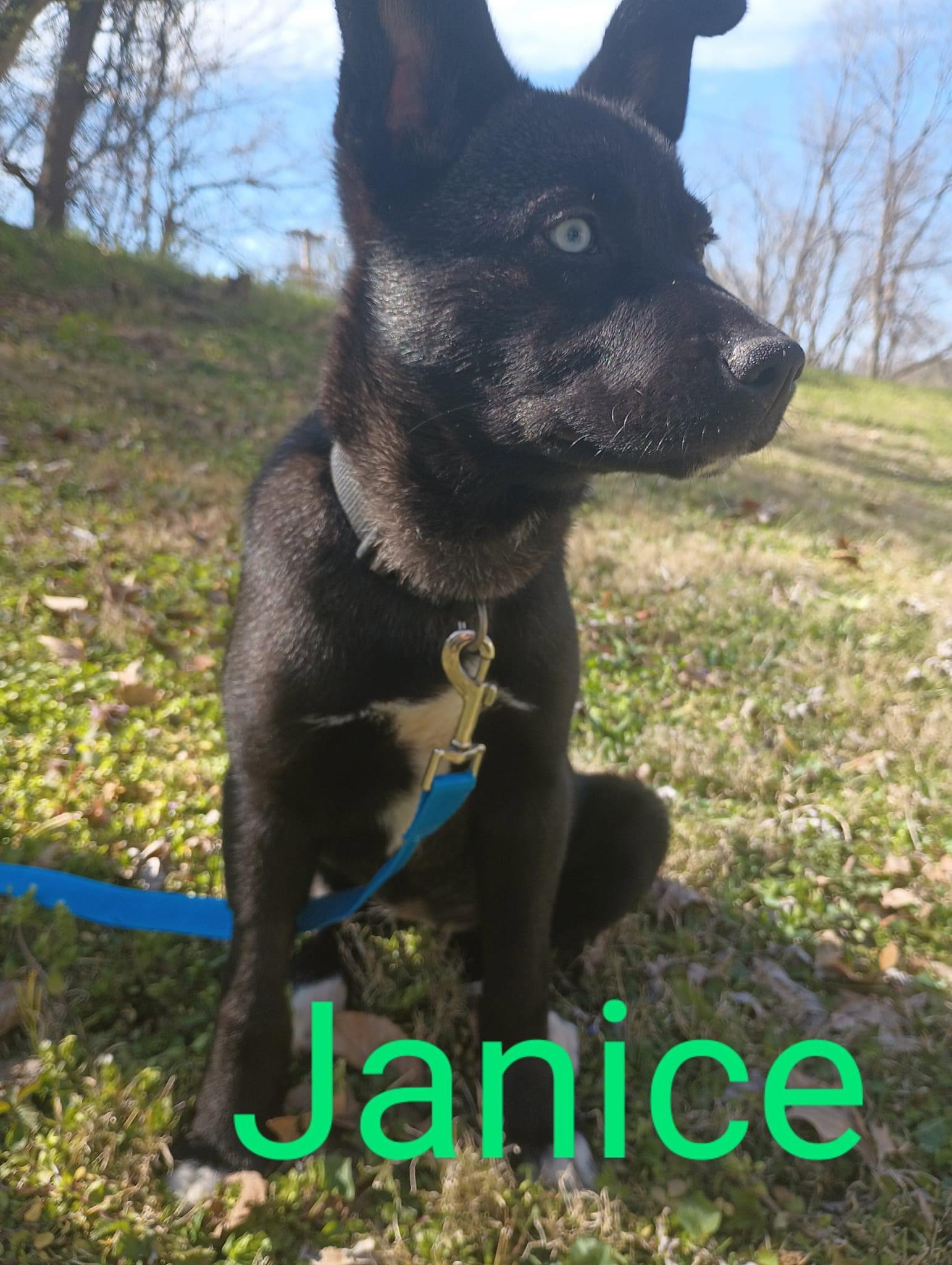 Dog for Adoption Janice, a Husky in Circleville, OH Alpha Paw
