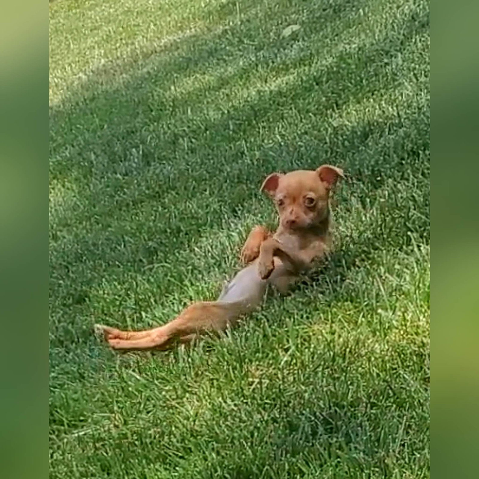 Dog for Adoption Baby Jake, a Chihuahua in North Fork Village, OH