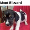 Beagle Bunch-Blizzard