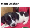 Beagle Bunch-Dasher