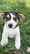 Beagle Bunch- Noel