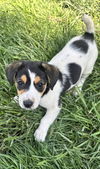 Beagle Bunch- Noel