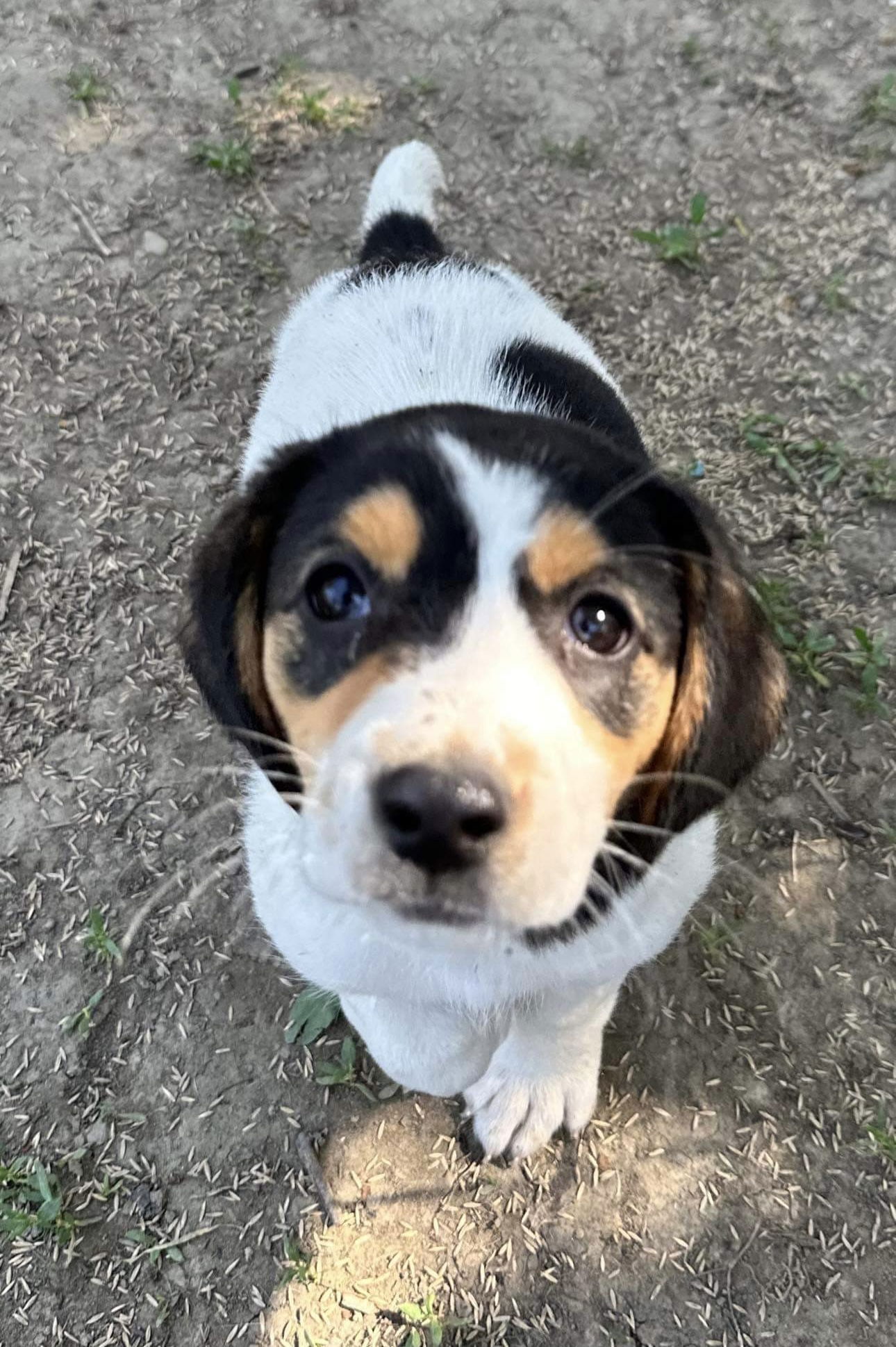 Dog For Adoption Beagle Bunch Noel A Beagle In Washington Court