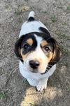 Beagle Bunch- Noel