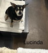 Lucinda *FTA*