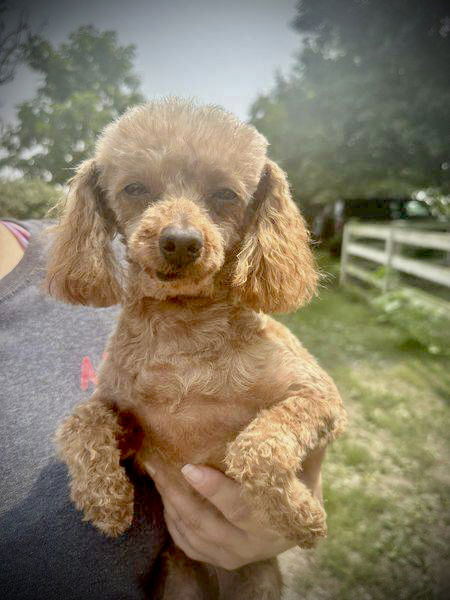 Poodle Parade ~ Blossom