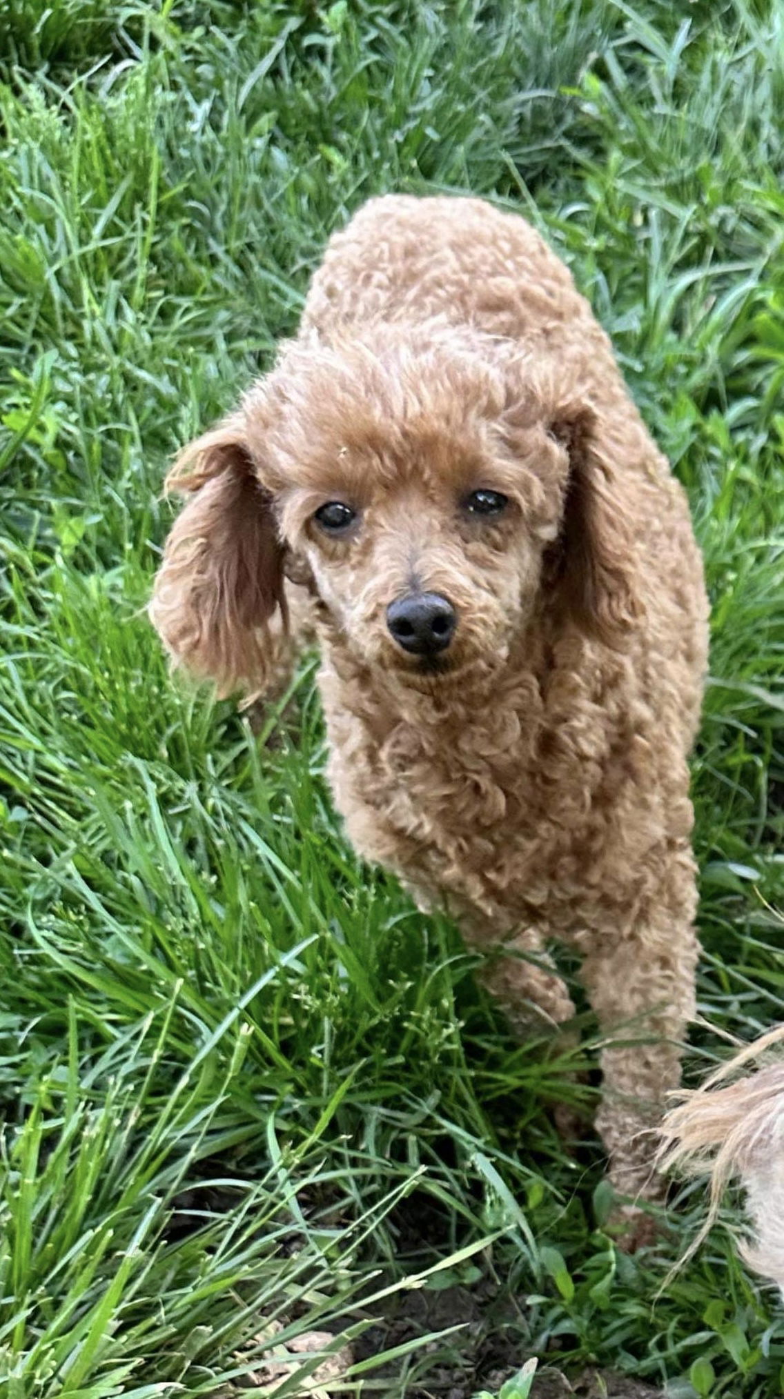 Dog for Adoption - Poodle Parade ~ Belle, a Poodle (unknown type) in