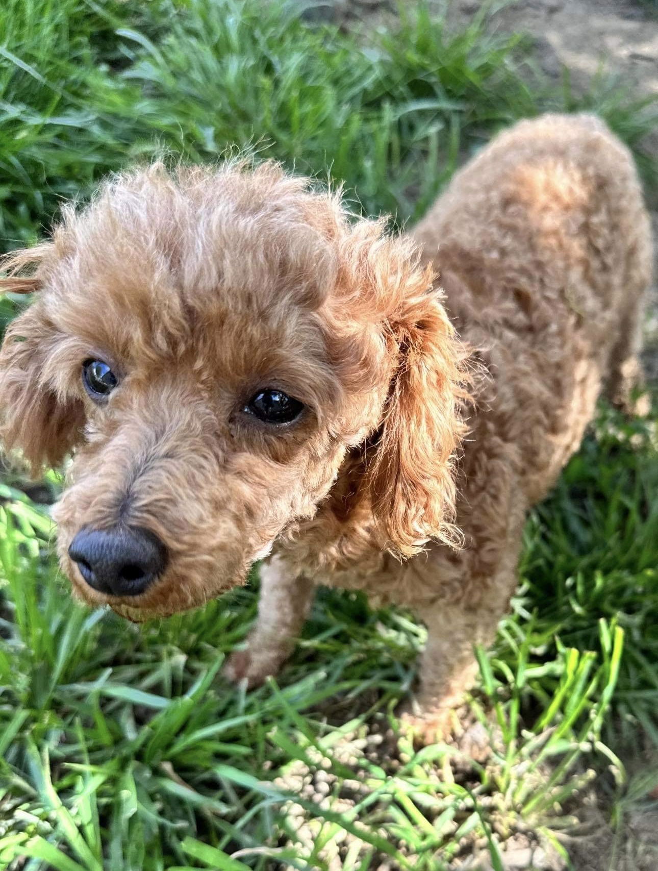 Dog for Adoption - Poodle Parade ~ Belle, a Poodle (unknown type) in