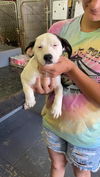 The Girls-Shasta