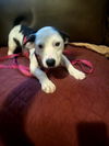The Girls-Shasta