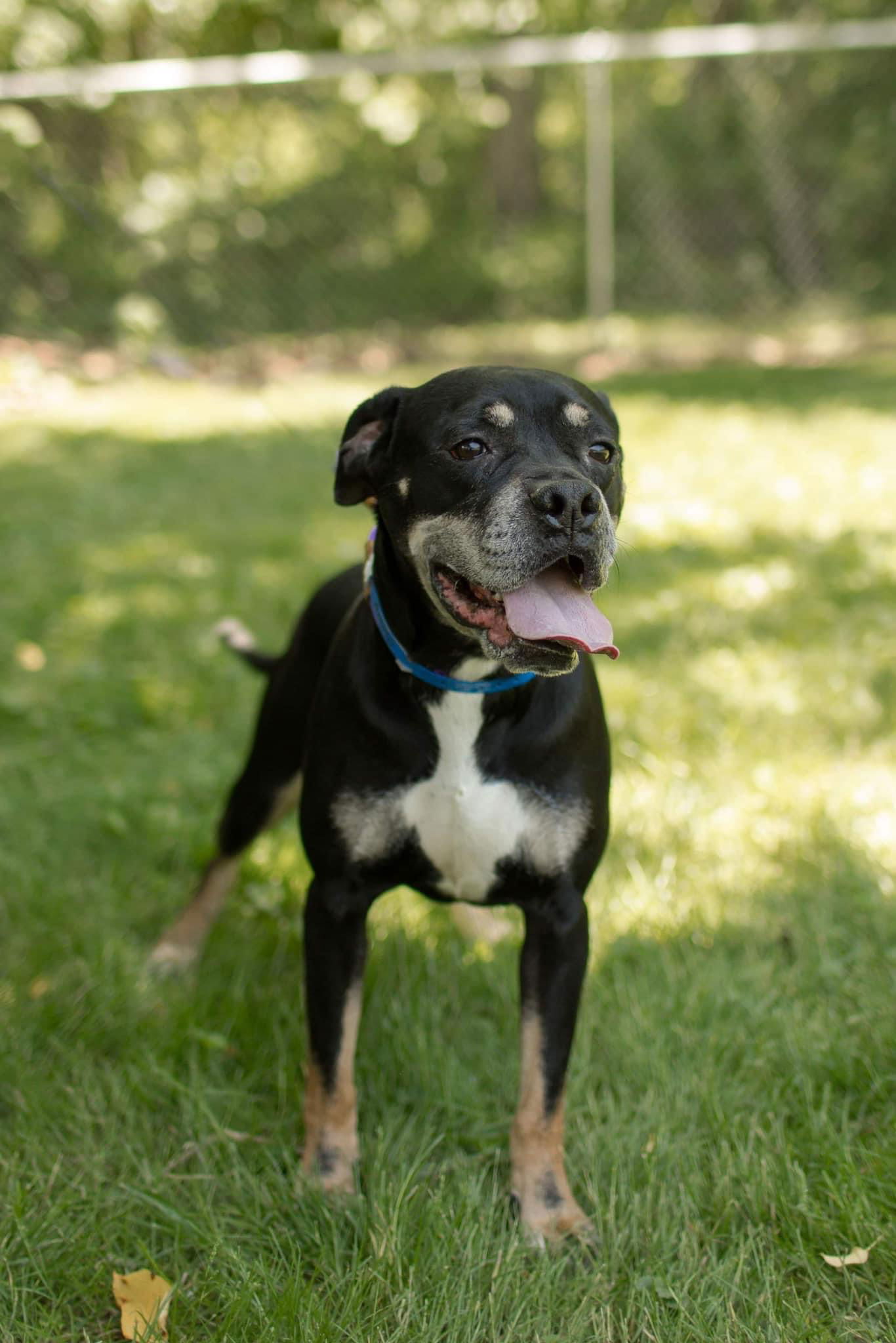 Dog for Adoption - Apollo, a Boxer in Bexley, OH | Alpha Paw