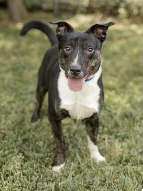 adoptable Dog in Ashville, OH named Axton