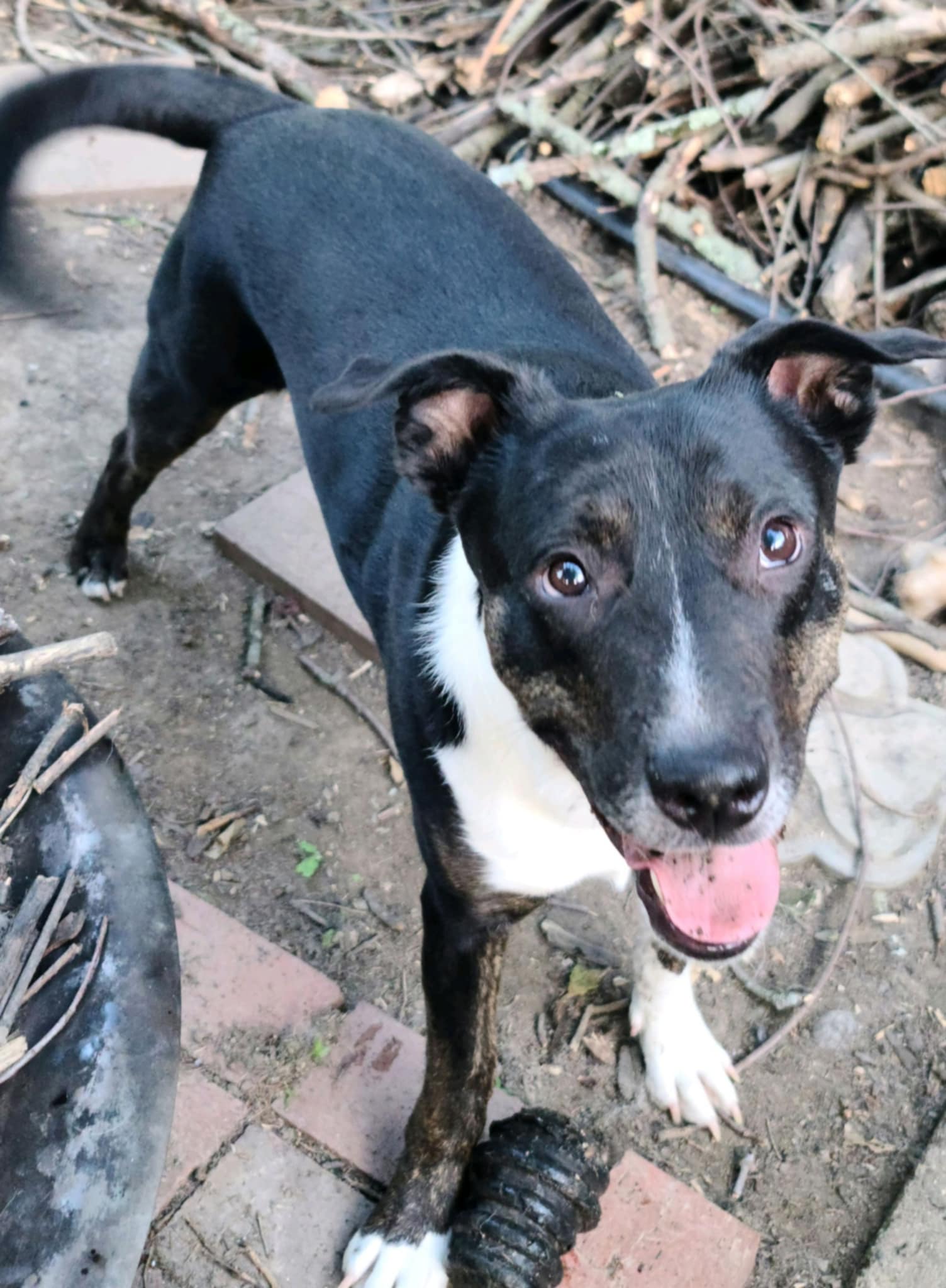 adoptable Dog in Ashville, OH named Axton *FTA*