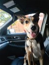 adoptable Dog in ashville, OH named Sophie Meg