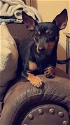 adoptable Dog in ashville, OH named Odie Orange *FTA*